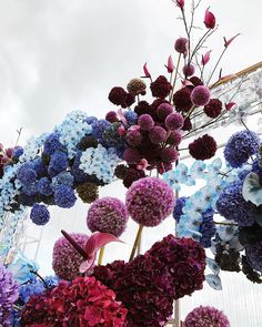 purple and blue flowers are hanging from the ceiling