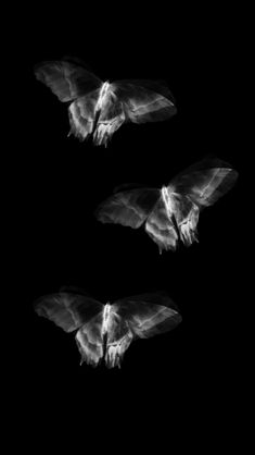 three large bats flying in the dark