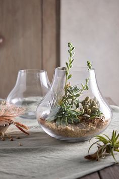 two glass vases with plants in them on a table