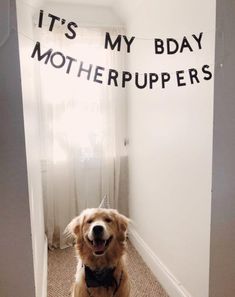 a dog sitting on the floor in front of a sign that says it's my bday mother puppers