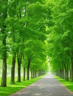 an empty tree lined road in the middle of a park with green trees lining both sides