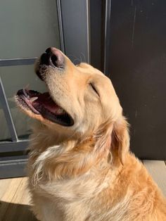 a golden retriever is looking up at the sky and has his mouth wide open