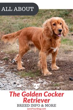 the golden cocker retriever breed info & more is available for all about dogs