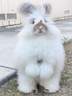 a fluffy white rabbit sitting on top of grass next to a sidewalk and building behind it