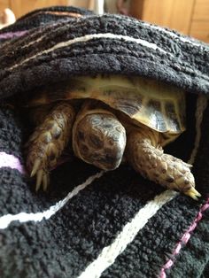 a turtle is wrapped up in a blanket