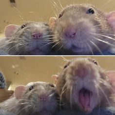 two pictures of the same rat with their mouths open