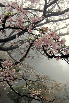 a tree with lots of pink flowers in the foggy forest on a rainy day