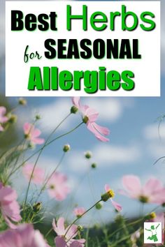 Best Herbs for Allergies (+ how to use them) | Healthy Home Economist Herbs For Allergies, Natural Allergy Relief, Home Remedies For Allergies, Wellness Ideas, Allergy Medicine, Natural Remedies For Migraines, Kids Allergies, Allergy Remedies