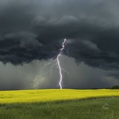 a lightning bolt is seen in the sky above a field with yellow flowers and green grass