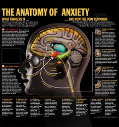 the anatomy of an adult's head and how it functions to help them understand what they are doing