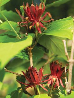 some red flowers are blooming on a tree branch with green leaves in the background