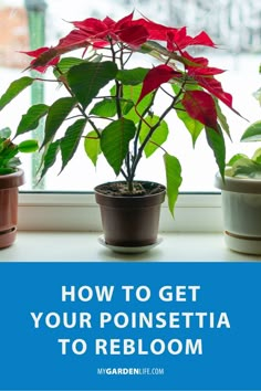 three potted poinsettia plants in front of a window with text overlay how to get your poinsettia to re bloom