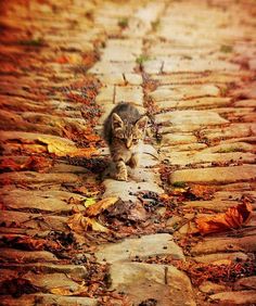 a cat sitting on the side of a cobblestone road