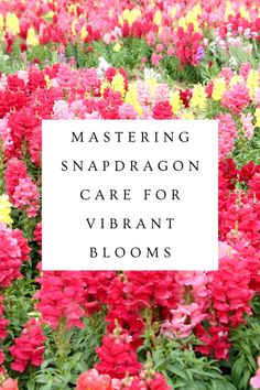 colorful flowers with the words mastering snapdragon care for vibrant blooms