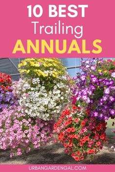 colorful flowers with text overlay that says 10 best trailing annuals for hanging baskets