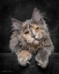 a fluffy cat sitting on top of a black surface