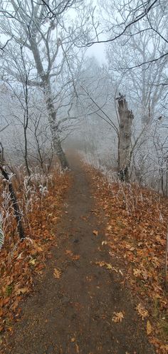 a dirt path surrounded by leaf covered trees and dry grass in the foggy woods