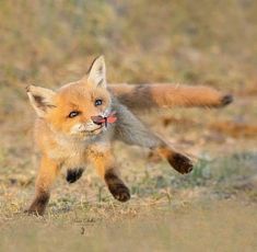 a small red fox running across a grass covered field