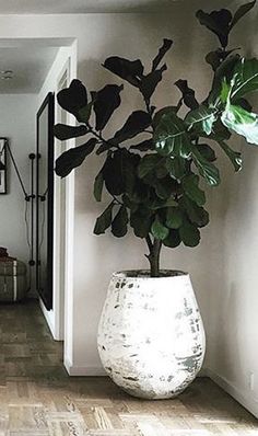 a large potted plant sitting on top of a wooden floor next to a doorway