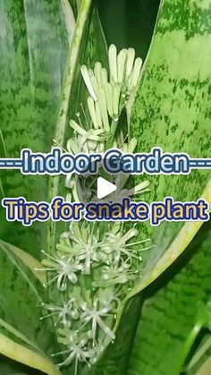 an indoor garden tips for snake planters and gardener's thumbnails on the top