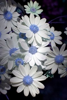 white and blue flowers are in the dark