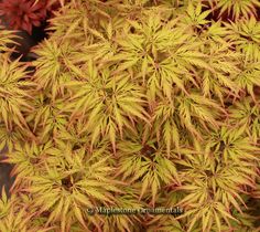 yellow and red plants with green leaves