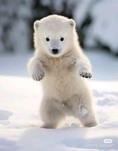 a polar bear standing on its hind legs in the snow with it's paws up