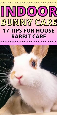 a white rabbit sitting on top of a table next to a pink sign that says indoor bunny care 17 tips for house rabbit care