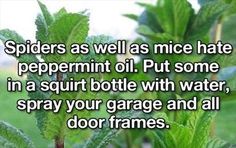 Life Hacks 1000 Life Hacks, Peppermint Oil, Simple Life Hacks, Diy Cleaning Products, Home Maintenance, Useful Life Hacks, Life Savers, Craft Tools, Home Hacks