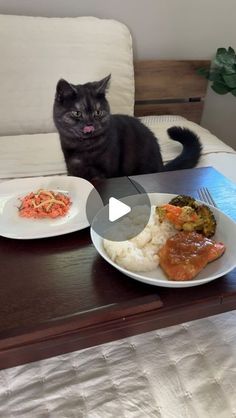 a cat sitting on a table with plates of food