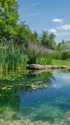 a pond surrounded by rocks and water lilies in the foreground, with green grass on either side