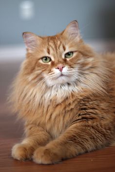 an orange cat laying on top of a wooden floor