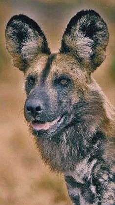 a close up of a hyena looking at the camera