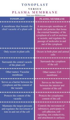 two different types of plasma membranes