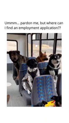 three dogs are sitting on a bus and one dog is looking up at the camera