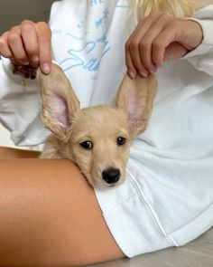 a small dog sitting on top of a woman's thigh wearing a white shirt