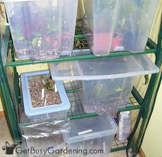 several plastic containers with plants in them on a green shelve filled with dirt