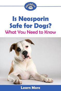 Human approaches aren't always the best for dogs so we're diving into how safe is Neosporin on dog skin irritation and boo boo's. In this blog by post Squishface you'll also learn some dog skin care options you may not be aware of that we think you'll love when it comes to providing dog skin relief for your pup. Head to Squishface where you'll find these helpful dog care tips and the answer about if Neosporin is safe for dogs. Read now! | dog remedies