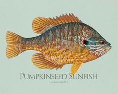 a painting of a fish with the words pumpkinseed sunfish on it's side