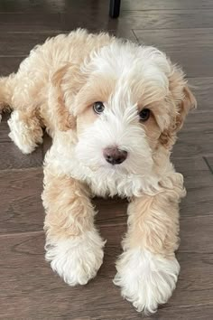 a small white dog laying on top of a wooden floor