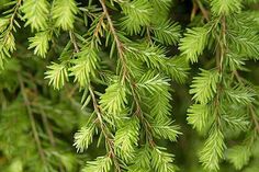 close up view of green leaves on a tree