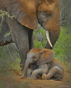 an adult elephant standing next to a baby elephant on a dirt ground with trees in the background