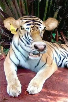 a white tiger laying on top of a red ground next to a bamboo tree with its mouth open