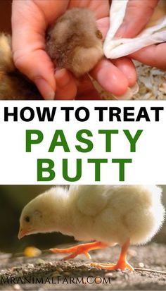 how to treat pastey butts for chickens and other small birds with text overlay that reads, how to treat pastey butts