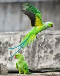 two green and yellow birds flying next to each other