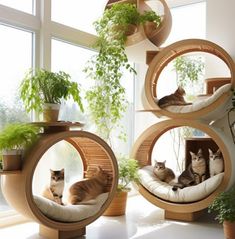 three cats are sitting in the circular cat beds