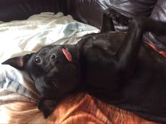 a black dog laying on top of a couch