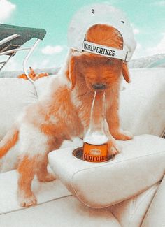 a dog sitting on the back of a boat with a beer bottle in it's mouth