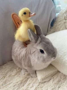 a stuffed rabbit sitting on the back of a toy duckling in a bed with white pillows