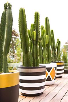 three potted cactus plants sitting on top of a wooden table next to each other